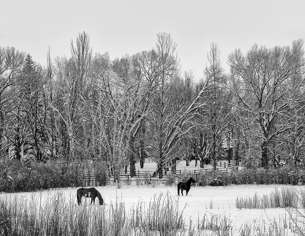 Horses in Winter